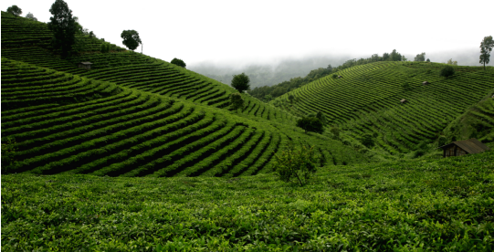 景迈山位于西南边陲,离中缅边境仅30多公里,是茶马古道的源头,以普洱