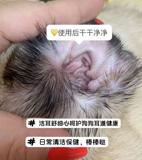 保护狗狗耳道健康,首选小宠洁耳舒