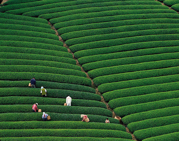 Stamicarbon-teafields.jpeg