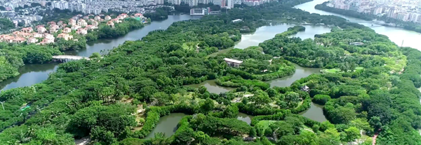 海南三亚红树林保护修复助力生态惠民