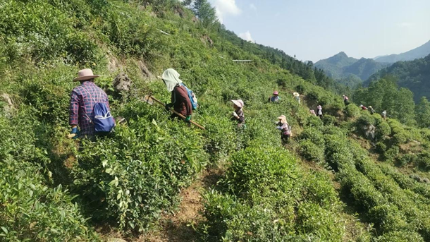 怡溪春：以电商拓新途，守山水惠乡邻，秦巴好茶奔赴万家
