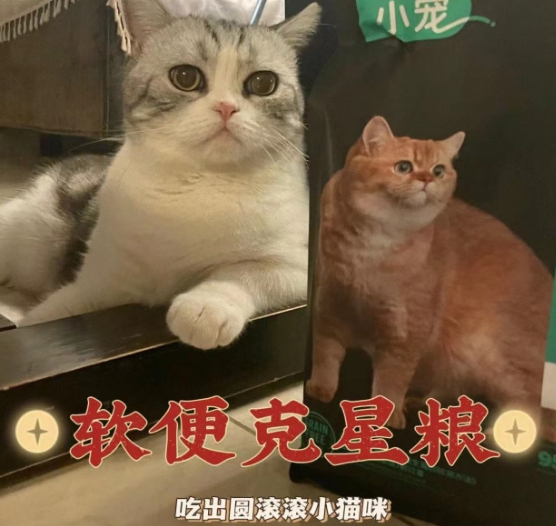 小宠益生菌粮 更适合猫咪的胃口! 小宠益生菌粮 更适合猫咪的胃口!