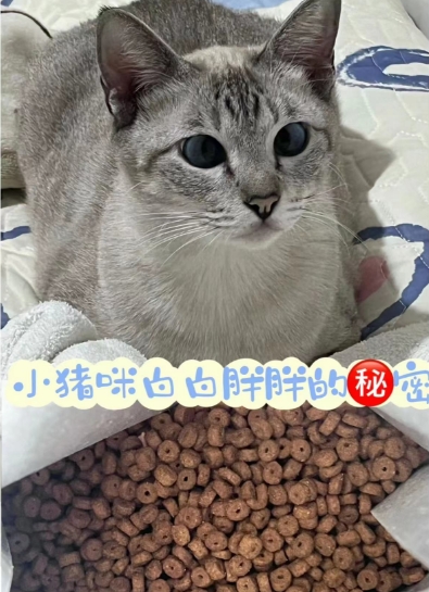 让小猫一直埋头苦干 小宠益生菌幼猫粮