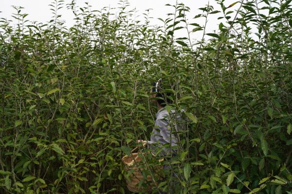 记福鼎可兴茶园一游!